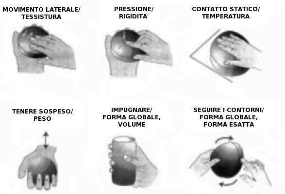 Procedure di esplorazione aptica delle proprietà degli oggetti.